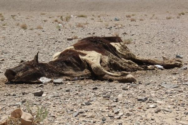 زمین مناسبی برای دفن بهداشتی لاشه های حیوانات در یزد احتیاج است