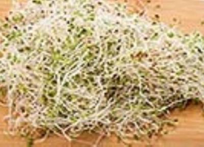 مواد مغذی موجود در جوانه ها