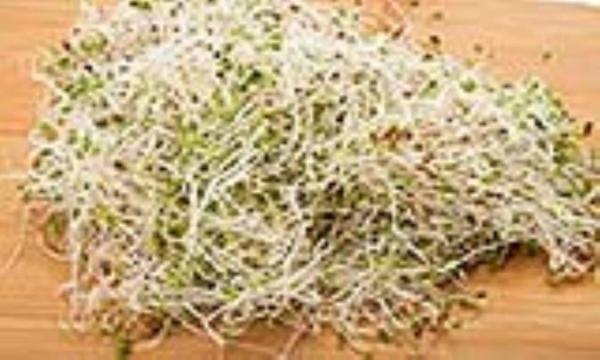مواد مغذی موجود در جوانه ها