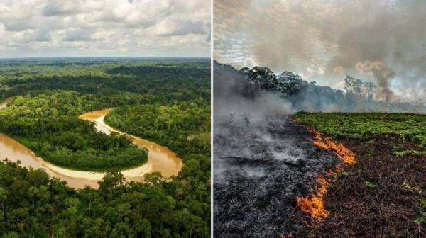 پیامدهای نگران کننده نابودی جنگل آمازون چیست؟